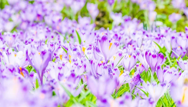 The crocus flower in the wild nature — Stock Photo, Image