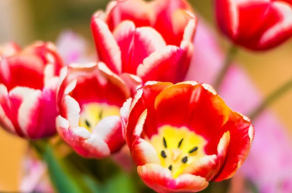 A tulipa no fundo de madeira — Fotografia de Stock