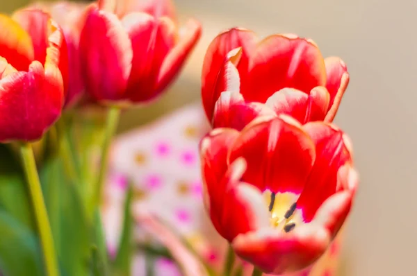 A tulipa no fundo de madeira — Fotografia de Stock