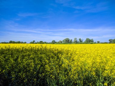Vahşi doğa ladsncape arka plan