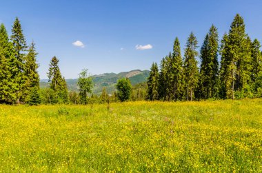 Arka plan Karpat Mountain