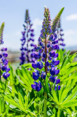 Arka plan Karpat Mountain