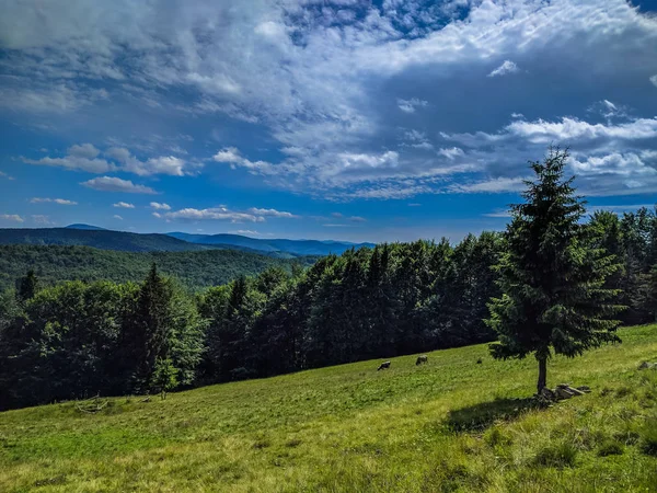 Kárpátok tájkép a Yaremche — Stock Fotó