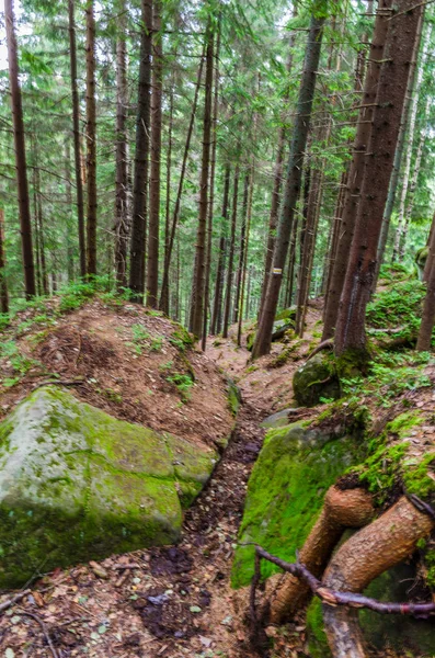 Karpat Dağları Yaremche görünümünde manzara