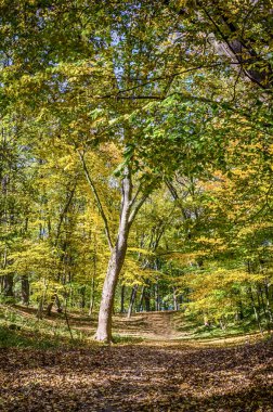 Lviv Şehir Parkı sonbahar döneminde