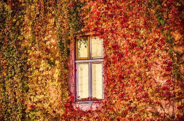Sezon jesień fotografii z góry na tle — Zdjęcie stockowe