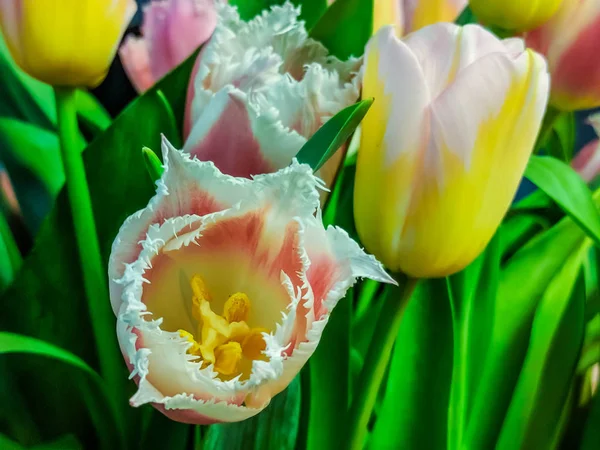 Spring Tulips Flowers Close Background — Stock Photo, Image