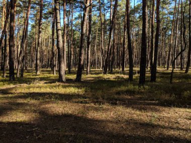 Sping gündoğumu sırasında ormanda