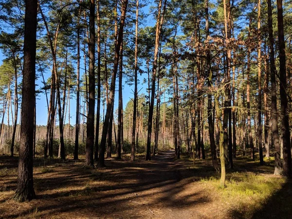 Sping Bosque Durante Amanecer — Foto de Stock