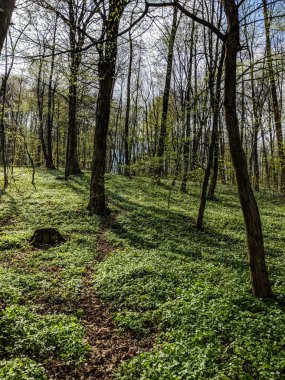 Bahar sezonu Şehir Parkı
