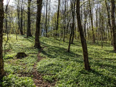 Bahar sezonu Şehir Parkı