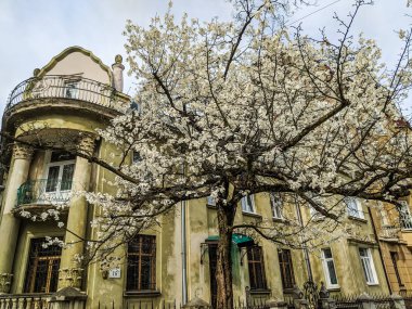 Lviv eski mimari cityscape bahar sezonu