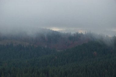 Sonbahar manzarası sisli yağmurda