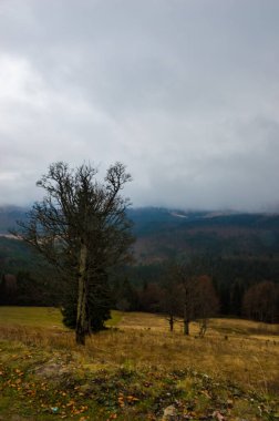 Sonbahar manzarası sisli yağmurda