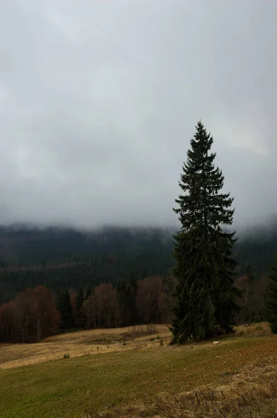 Hösten Landskap Bakgrund Regnet Med Dimma — Stockfoto