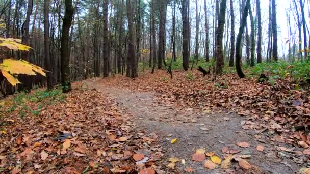 Cavalier amateur sur le vélo dans le parc d'automne 