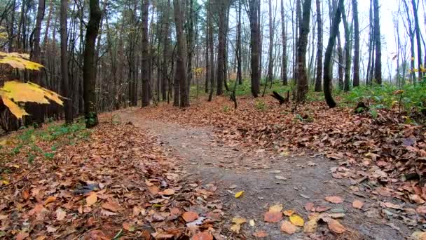 Pilota dilettante in bicicletta nel parco autunnale — Video Stock