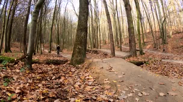 Sonbahar parkında bisiklet süren amatör bir binici. — Stok video