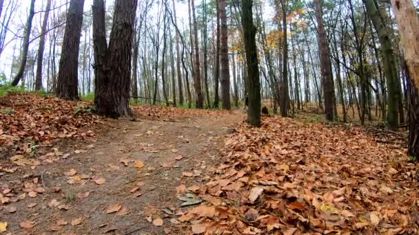 Amateur jinete en la bicicleta en el parque de otoño — Vídeos de Stock