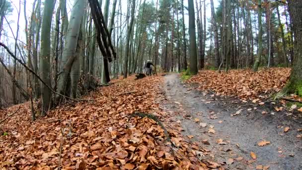 Amador cavaleiro na bicicleta no parque de outono — Vídeo de Stock