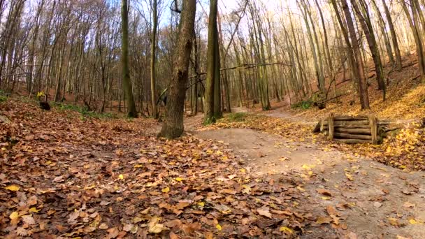 Amateur jinete en la bicicleta en el parque de otoño — Vídeos de Stock