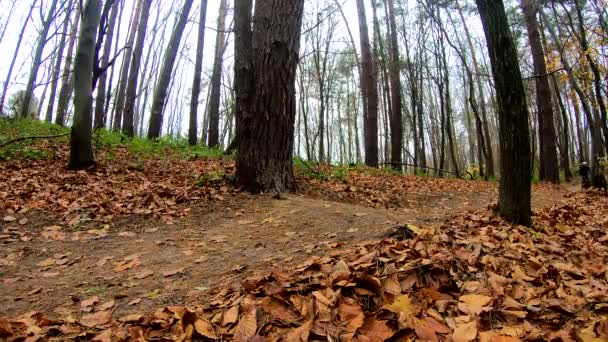 Cavalier amateur sur le vélo dans le parc d'automne 