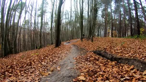 Amatorski jeździec na rowerze w jesiennym parku — Wideo stockowe