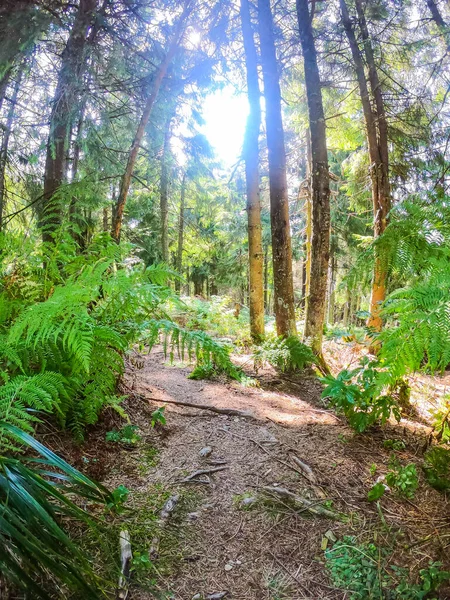 Sunny Day Carpathian Forest Summer Season — Stock Photo, Image