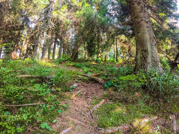 Sunny Day Carpathian Forest Summer Season — Stock Photo, Image