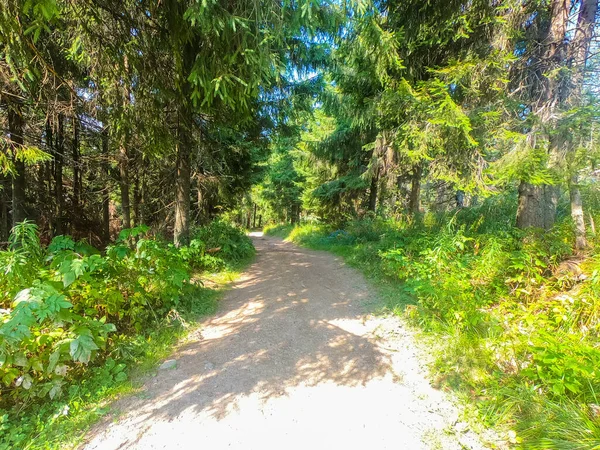 Sunny Day Carpathian Forest Summer Season — Stock Photo, Image