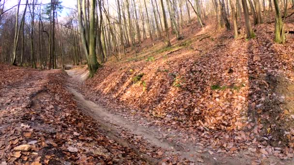 Cavalier amateur sur le vélo dans le parc d'automne — Video