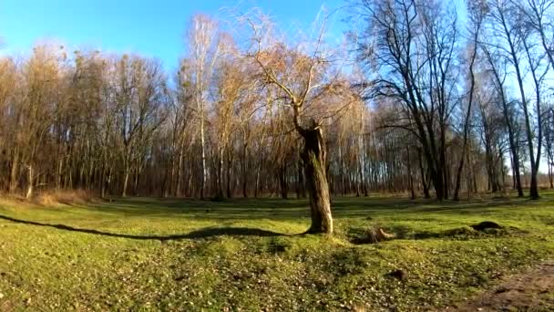 Відеозапис Весняного Лісу Сонячний День — стокове відео