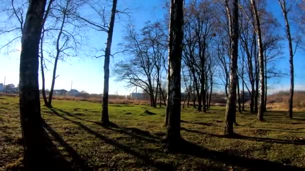 晴れた日の春の森のビデオ映像 — ストック動画