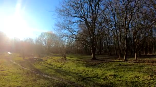 Відеозапис Весняного Лісу Сонячний День — стокове відео