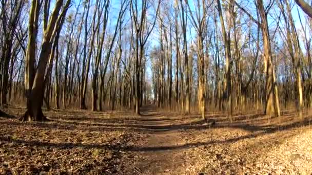 Video Selva Primaveral Día Soleado — Vídeo de stock