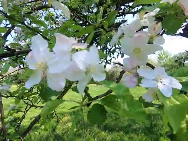 Ein Apfelgarten Blüht Frühling — Stockvideo