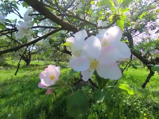 Apple Garden Blooming Spring Season — Stock Video