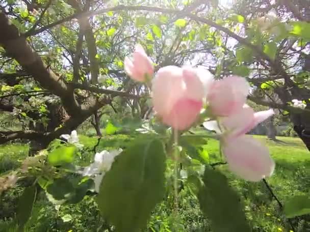 春に咲くりんご園 — ストック動画
