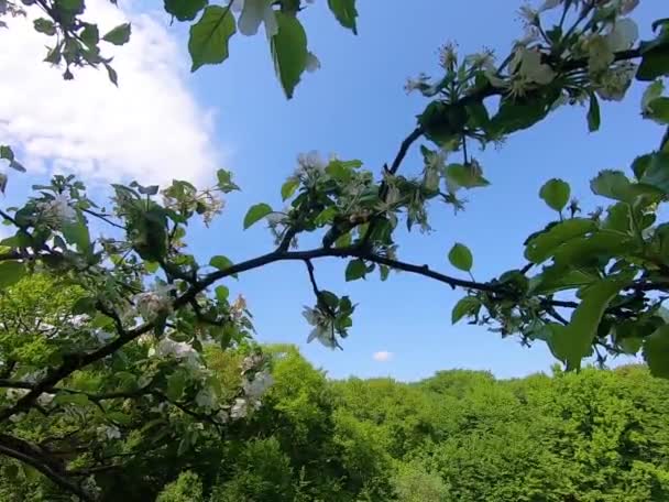 Jardín Manzanas Floreciendo Temporada Primavera — Vídeos de Stock