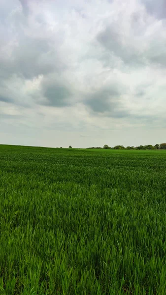 Agriculture field landscape in the spring season