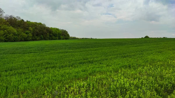 Agriculture field landscape in the spring season