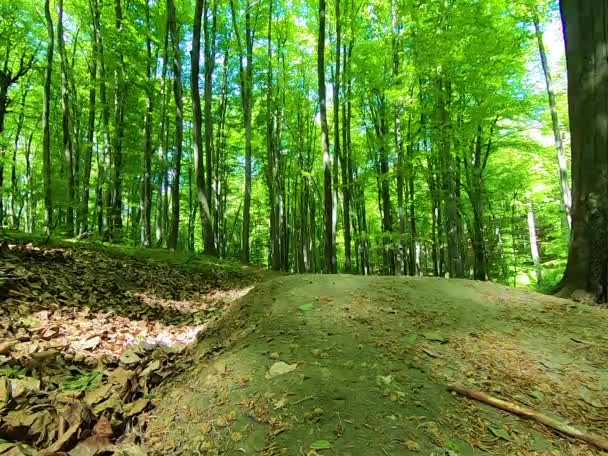 Amatőr Bicikliző Tavaszi Parkban — Stock videók