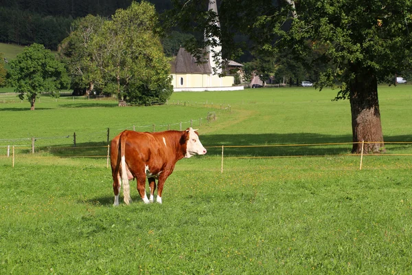 Hnědá kráva na pozadí hřiště — Stock fotografie