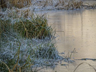 Göl kıyısında kırağı kaplayan yeşil çimenler. Donmuş bir gölün üzerindeki sazlıklar ve sazlıklar. Buzlu çimenlerle kaygan buz yüzeyi.