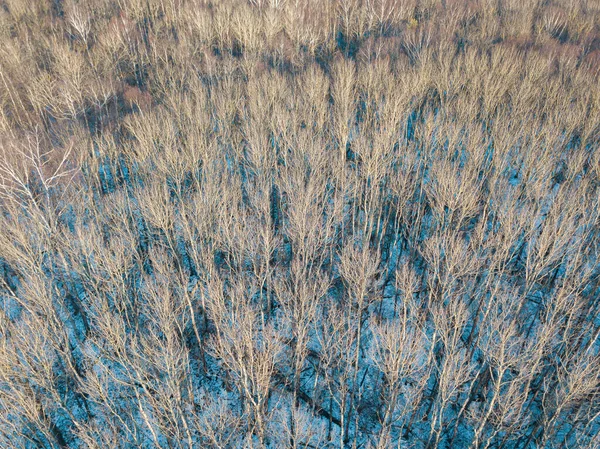 Widok Lotu Ptaka Bezlistne Drzewa Lesie Bezlistne Drzewa Śnieżne Plamy — Zdjęcie stockowe