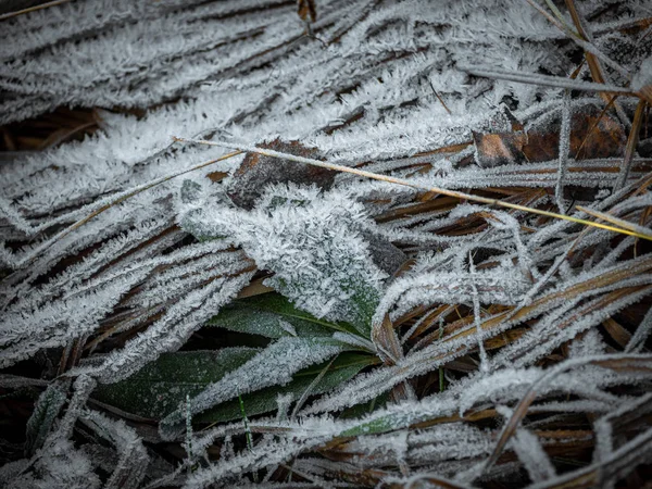 Torra Sedermera Stjälkar Täckta Hjorfrost Torrt Gräs Frosten Från Höst — Stockfoto