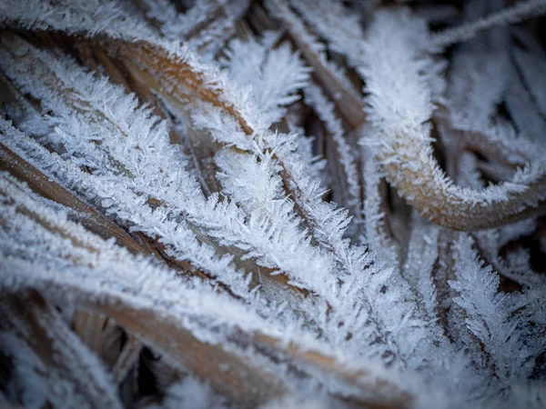 Dry Sedge Stems Covered Hoarfrost Dry Grass Frost Autumn Winter — Stock Photo, Image