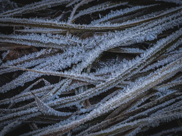 Сухий Осад Вкритий Калюжею Суха Трава Під Час Морозів Осені — стокове фото
