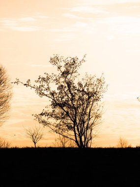Gün batımında sarı gökyüzüne karşı ağaç silueti olan güzel manzara.