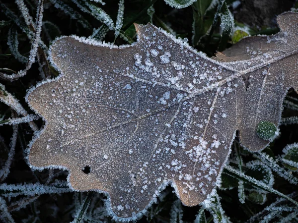 Auf Gefrorenem Gras Liegt Ein Einziges Trockenes Eichenblatt Das Mit — Stockfoto